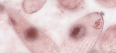 Pink, transparent, drop-shaped Tetrahymena eukaryotes with blurry dark pink spots. 