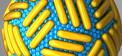 zika-virus-closed-blue-yellow Outer layer of the Zika virus rendering showing gold rods embedded into blue beads.
