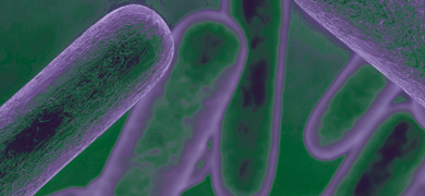 Purple and green floating rods of bacteria.