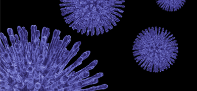 Closeup of purple virus spheres made up of long, iridescent spikes.  