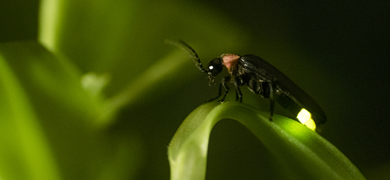 Closeup of a black and red firefly showing his light while standing on a green leaf.