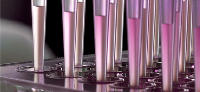 Multi channel pipettes, filling cell culture well plate with clear pink media.