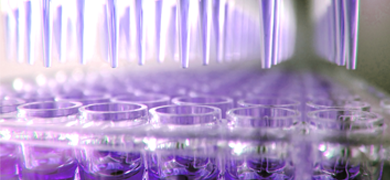 Close-up of multi channel pipettes containing clear purple media, above vials of well plate containing clear purple media.