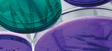 Petri dishes with purple and green media.