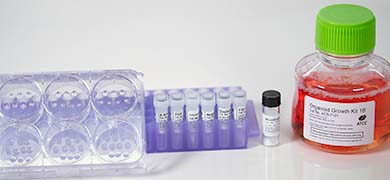 organoid growth kit 1B with red liquid in bottle
