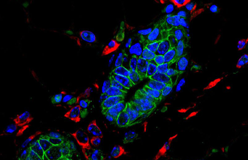 Donut-shaped, fluorescent blue and green, mouse, mammary cells.