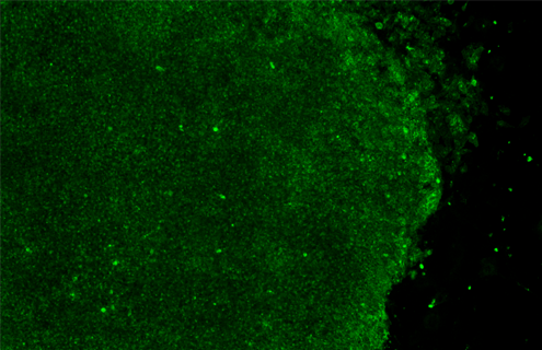 Green embryonic induced pluripotent stem cells.