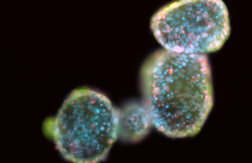 Blue and red irridescent organoid cells.