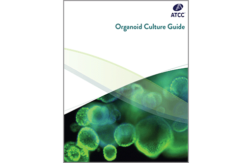Organoid Culture Guide