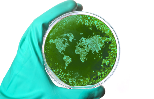 Gloved hand holding a petri dish containing green particles in the shape of the world�s continents.