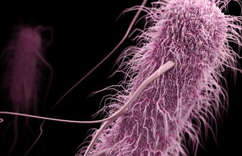 Pink, fuzzy rod of enterobacteriaceae with long flowing tendrils. 