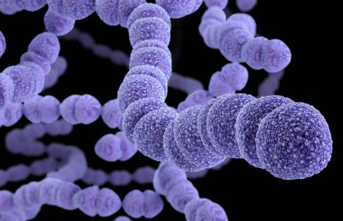 Several floating strings of purple drug-resistant Streptococcus pneumoniae spheres. 