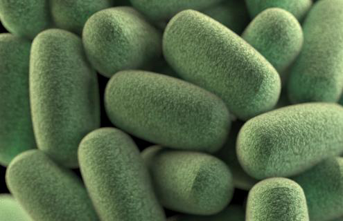A cluster of green, rod-shaped clostridium bacteria.