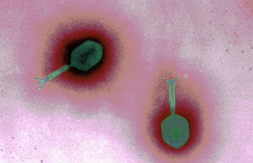 Green Myoviridae bacteriophage with tail. 