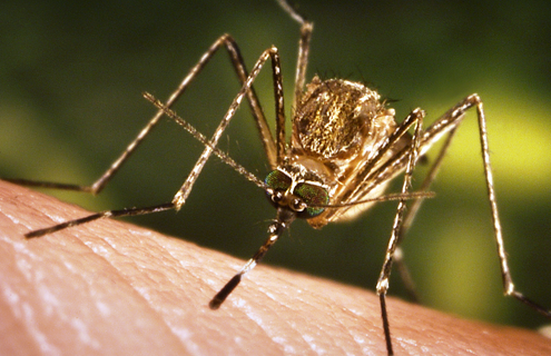 Closeup of Culex tarsalis mosquito biting skin.