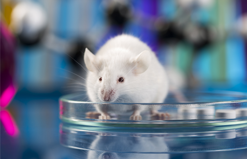 Closeup of a plump, white mouse in a petri dish with a blurred, colorful background.