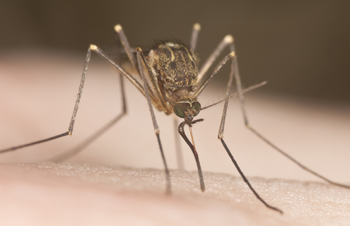 Closeup of a mosquito using its mouthpart to bite what looks like skin.