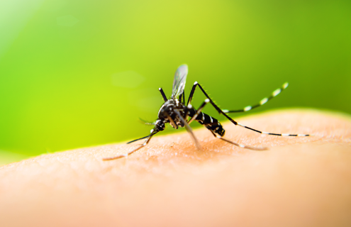 Closeup of a black thin mosquito biting human skin with a blurry, green background. 