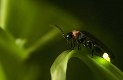 Closeup of a black and red firefly showing his light while standing on a green leaf.