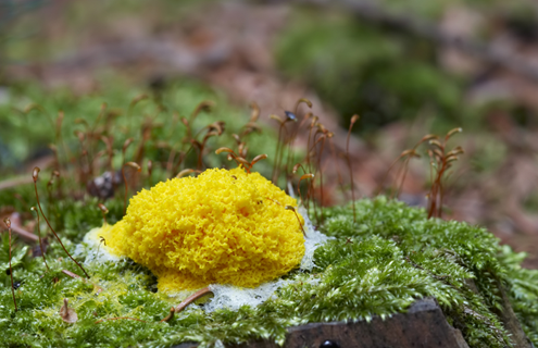 A large, round, sponge-like, yellow Eumycetozoan slime mold growing on green plants.