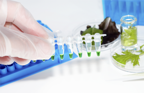 White gloved-fingers holding a string of small vials containing green media with wells and petri dishes with plants on a table.