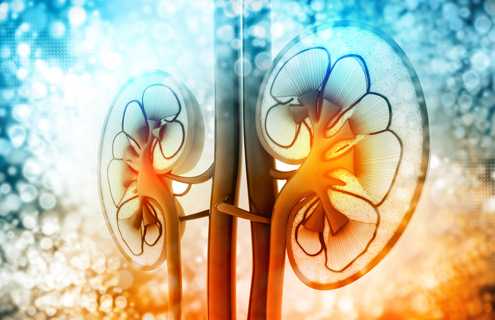 A computer illustration of the cross section of kidneys.