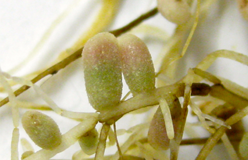 Closeup of icy, green roots and rod-shaped peas
