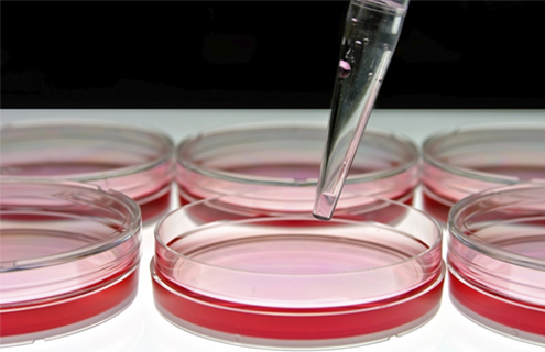 Close-up of pipette above culture plates containing red media.