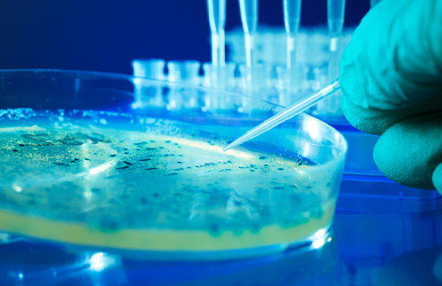 Gloved hand holding mini pipette over petri dish containing bacteria colonies