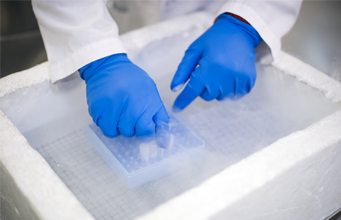 Gloved hands on tray of vials, in vapor in cryopreservation container.