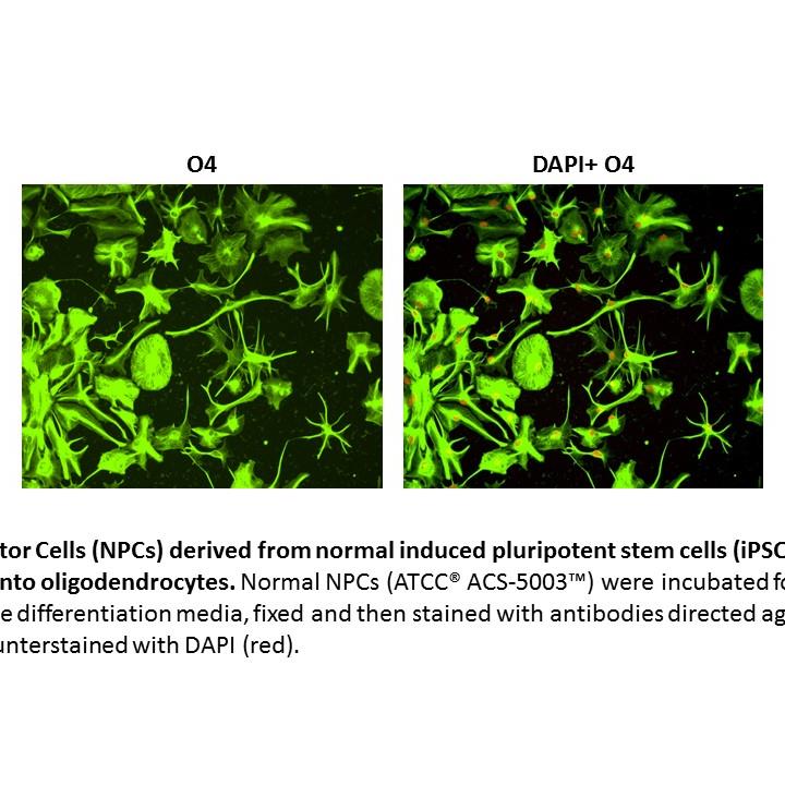 ACS-5003 Oligodendrocyte Markers