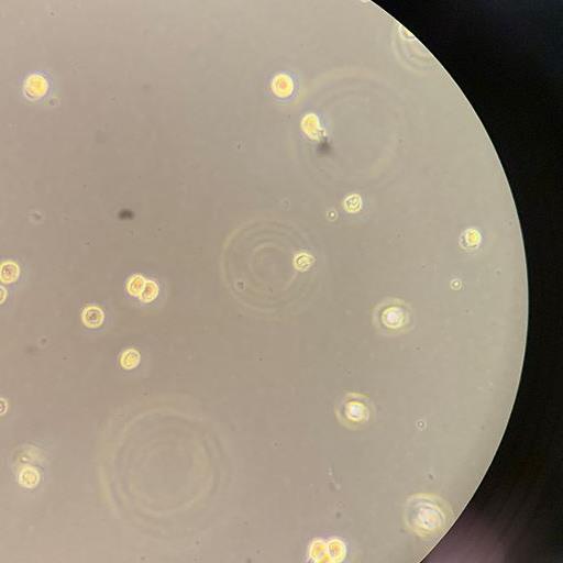 CL-1526_1000x562