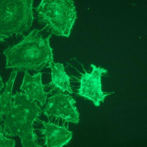 CL-1527_1000x562
