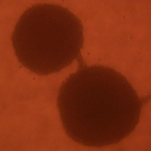 CL-1539_1000x562