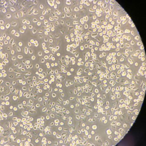 CL-1540_1000x562