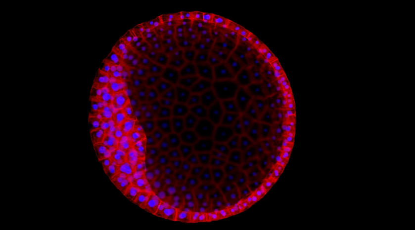 Pink and blue illustration of an organoid cross section