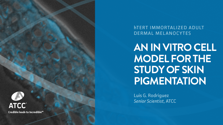 An In Vitro Cell Model for the Study of Skin Pigmentation