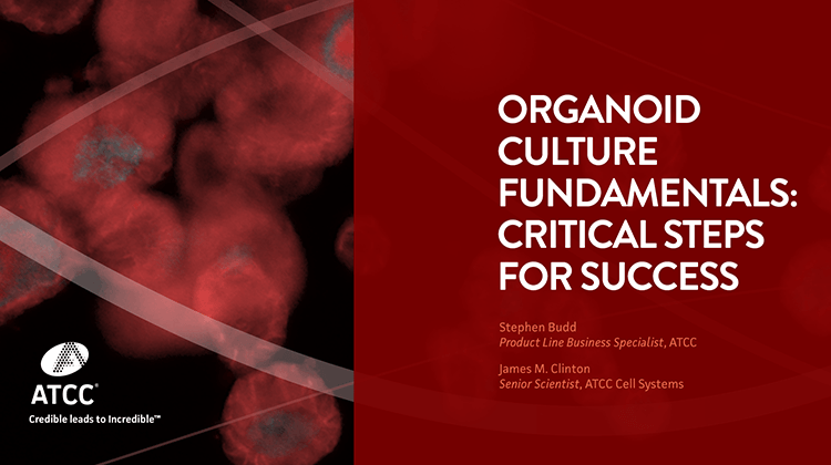 Organoid Culture Fundamentals: Critical Steps for Success