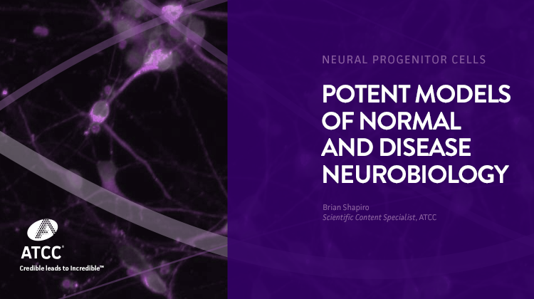 Neural Progenitor Cells Potent Models of Normal and Disease Neurobiology webinar overlay image