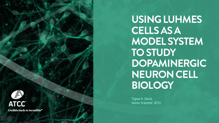 Using LUHMES Cells as a Model System to Study Dopaminergic Neuron Cell Biology webinar overlay image