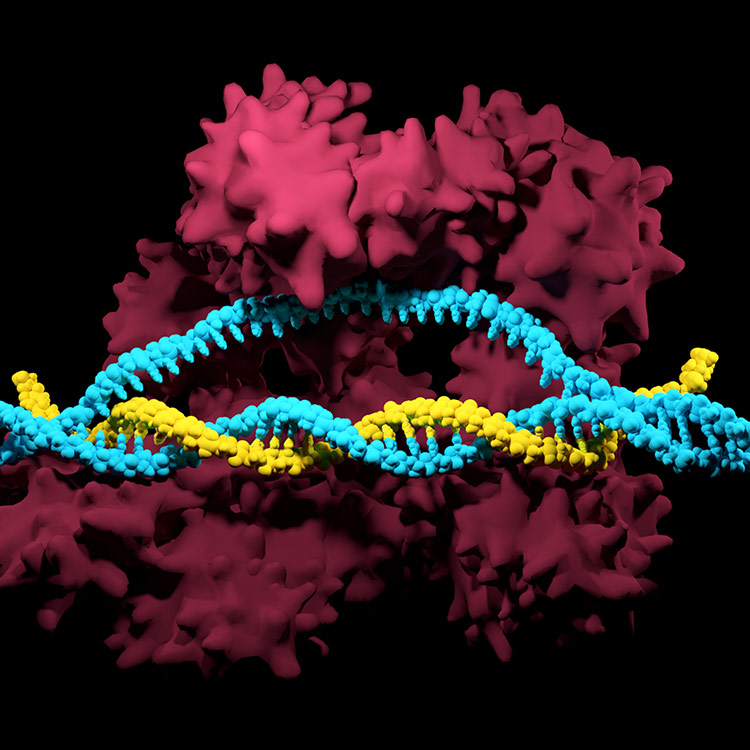 crispr-dna Yellow and light blue DNA double helix.