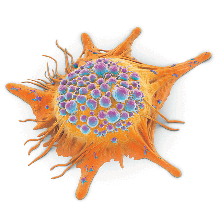 Small, 3-D HeLa cancer cells.