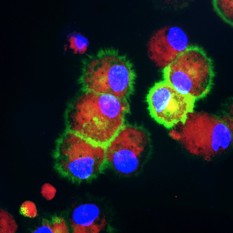 dendritic-cells-red-blue-green