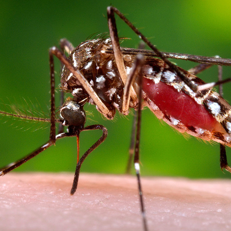 mosquito-skin Close up Aedes aegypti mosquito with white leg markings and red mid section, biting human skin.