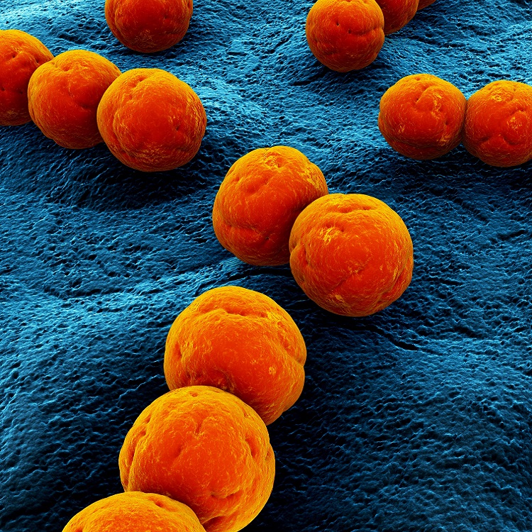 strep Orange balls of Streptococcus bacteria.