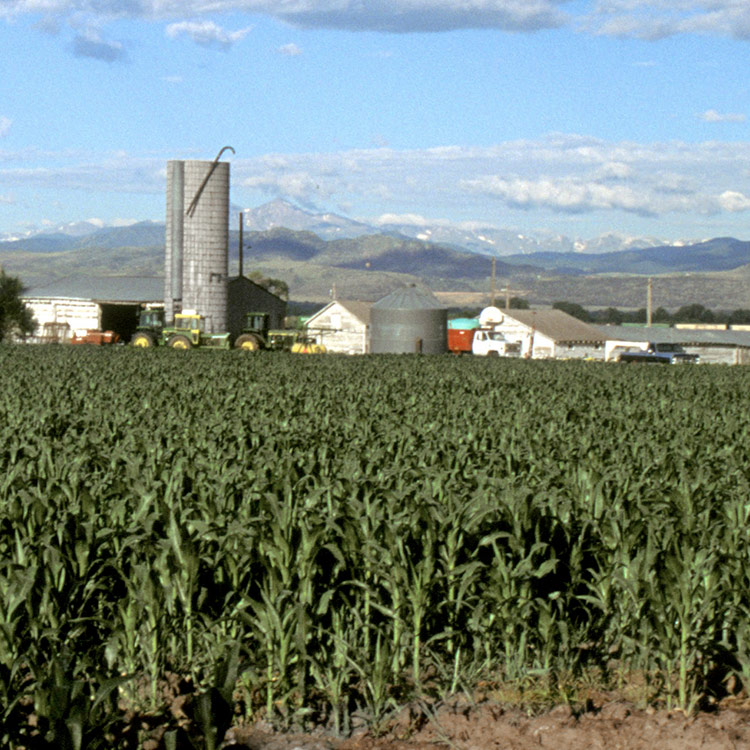 Cornfield with a silo and farm buildings and equipment.
