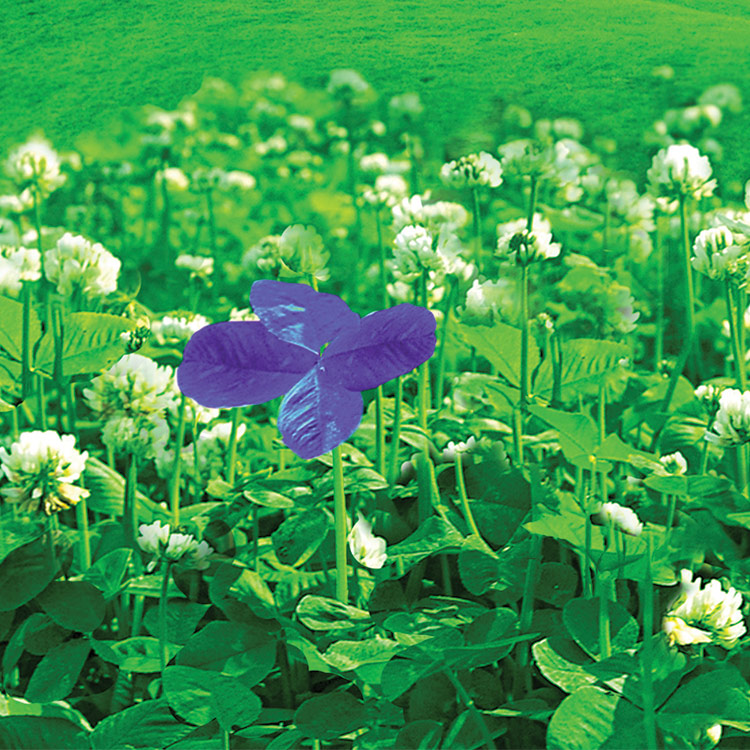 Patch of clover with white flowers and one purple flower in a hilly meadow with bright blue sky.