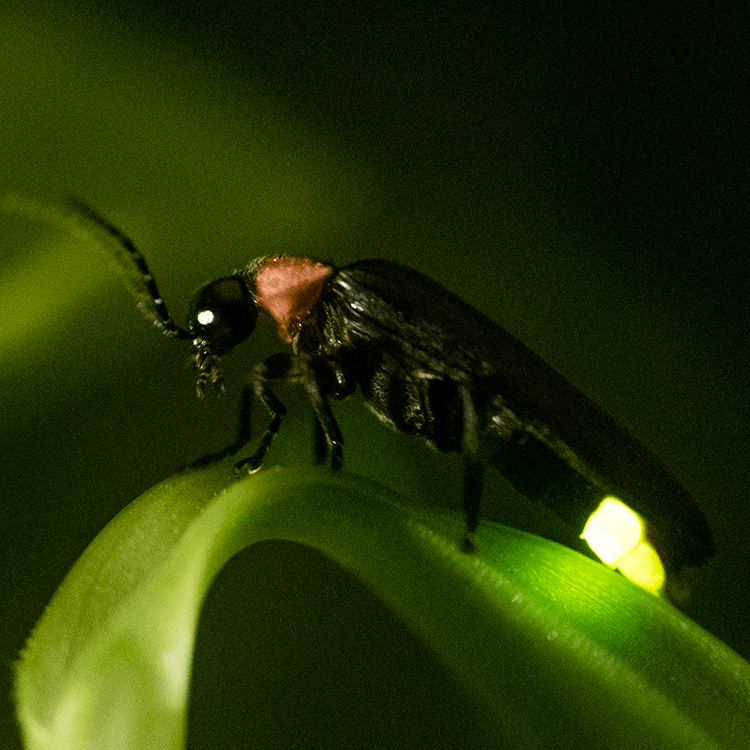 Fire-fly Closeup of a black and red firefly showing his light while standing on a green leaf.