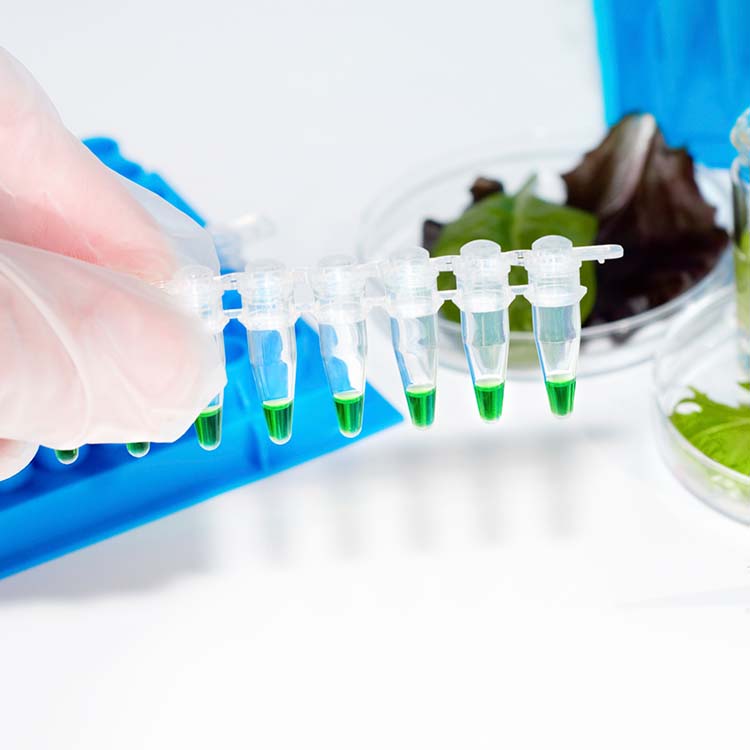 White gloved-fingers holding a string of small vials containing green media with wells and petri dishes with plants on a table.