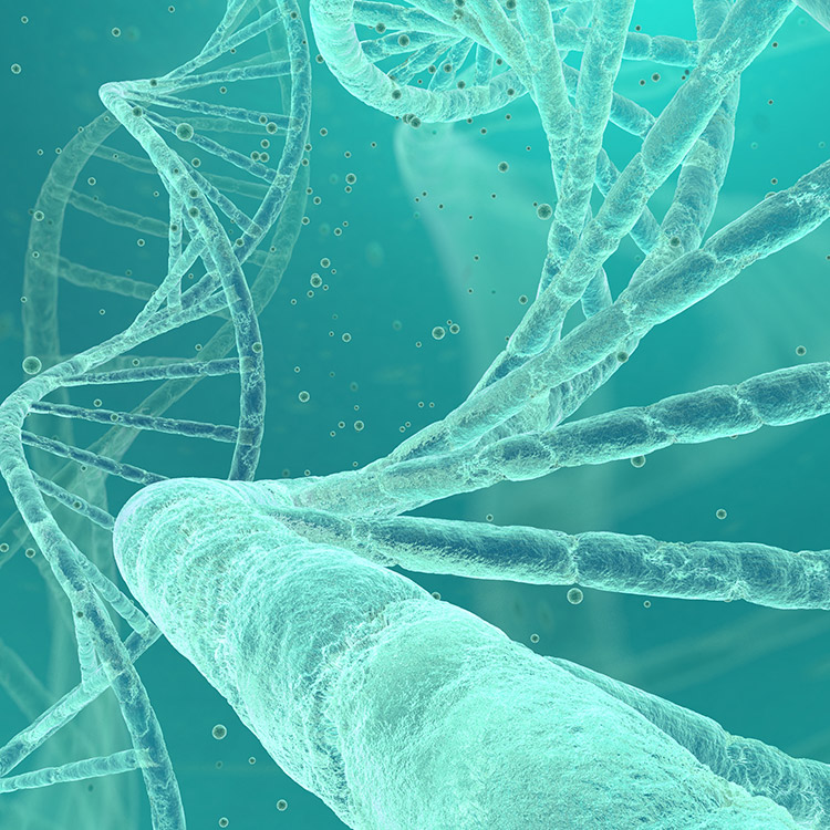 dna-strand-helix-green Translucent green DNA strands.